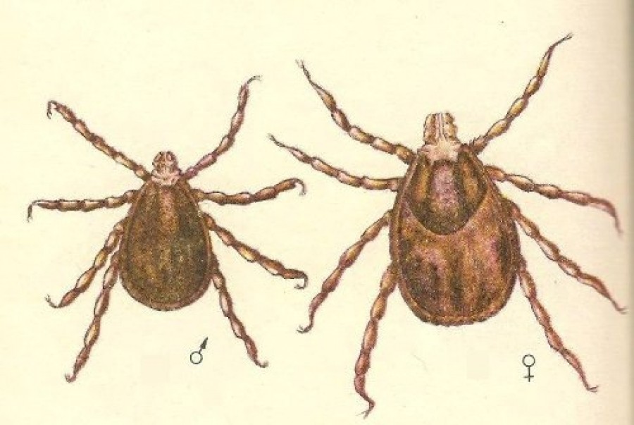 Виды клещей у собак с картинками и названиями с описанием